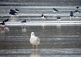 Sessions et images de Bretagne et Saint Brévin