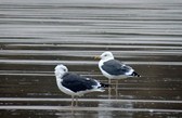 Sessions et images de Bretagne et Saint Brévin