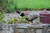 Sessions et images de Bretagne et Saint Brévin