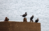 Sessions et images de Bretagne et Saint Brévin